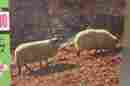 2500-d Tuco 50s Jumbo Interlocking Jigsaw Puzzle 1000 Pc Sheep No Complete