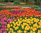 91683154913 33-15491 Springbok Puzzles Tulip Garden