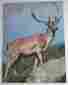 4091-15 Milton Bradley Vintage 1988 Mb Nature 1000 Piece Jigsaw Puzzle Deer Complete 032244040917