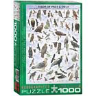 6000-0316 Eurographics Birds Of Prey Owls Jigsaw Puzzle 628136603164