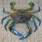 608887434576 Zen Art Design Puzzles Artisanal Blue Crab Wooden