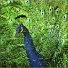 608887434606 Zen Art Design Puzzles Artisanal Peacock Wooden Large