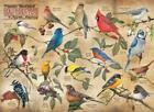 6250122 625012800242 Cobble Hill Popular Backyard Wild Birds Of