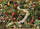 625012801577 Cobble Hill Cobblehill Puzzles Succulent Garden