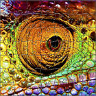 682055028224 Zen Art Design Puzzles Artisanal Chameleon Wooden Small