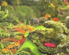 9781741850505 Mindbogglers Ornamental Garden 1000