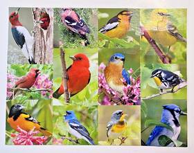 Springbok 091683360246 36 Pc Jigsaw Puzzle Inch Birds Of A Feather Complete Extra Lrg Pieces