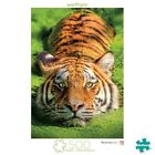 Taenkyklwo2r-us Buffalo Games Earthpix Tiger Eyes Puzzle Asst 079346031054