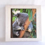 Applestreet Napping Koala Jigsaw Puzzle 500PC 18X24 Complete Holyoke Ma. Fixed Price $7.99.