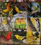 Songbird Symphony - Springbok 500 Piece Jigsaw Puzzle Complete Aa. Fixed Price $7.99.