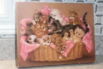 Caboodle Springbok 500 Piece Jigsaw Puzzle Kittens Basket. Fixed Price $10.99.
