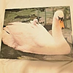 Vintage Springbok Natural Wonder Swan 500+ Piece Jigsaw Puzzle PZL4126. Fixed Price $18.00.