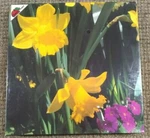 Applestreet Daffodils Jigsaw Puzzle In Box (FC92-3-R). Fixed Price $15.95.