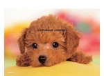 Epoch 108-PIECE Jigsaw Puzzle Dog Won't You Play? (18.2 X 25.7 Cm 03-095) With. Fixed Price $37.71.