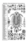Exotic Trilobites Of The World Poster 18X24 Inches Black And White #870. Fixed Price $25.00.