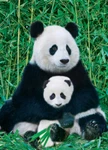 Eurographics Panda Baby 1000 Piece Jigsaw Puzzle. Fixed Price $22.99.