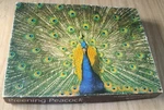 Preening Peacock Springbok 500+ Piece Jigsaw Puzzle Complete 18X23". Fixed Price $35.00.