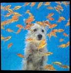 Springbok If Wished Were Fishes 500 Pc Jigsaw Puzzle Complete Dog Goldfish. Fixed Price $14.95.