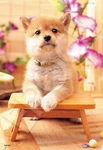 Epoch 300-PIECE Jigsaw Puzzle Animals/pets Dog Wanko Weather. Fixed Price $33.90.