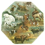 Springbok Okta-puzzle North American Hoofed Game Animals Vintage 1971 Octagon. Fixed Price $38.77.