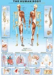 Eurographics The Human Body 1000 Piece Jigsaw Puzzle. Fixed Price $18.40.