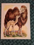 Vintage Jigsaw Puzzle Playskool Golden Press 80-1C Mother And Young Camel. Fixed Price $5.77.