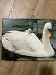 Vintage 1981 Springbok Puzzle - Natural Wonder Swan 500+ Pcs Complete PZL4126. Fixed Price $8.95.