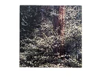 Vintage Springbok Puzzle Dogwood Trees Photo By Richard Kauffman 1972 500+ Pcs. Fixed Price $34.99.